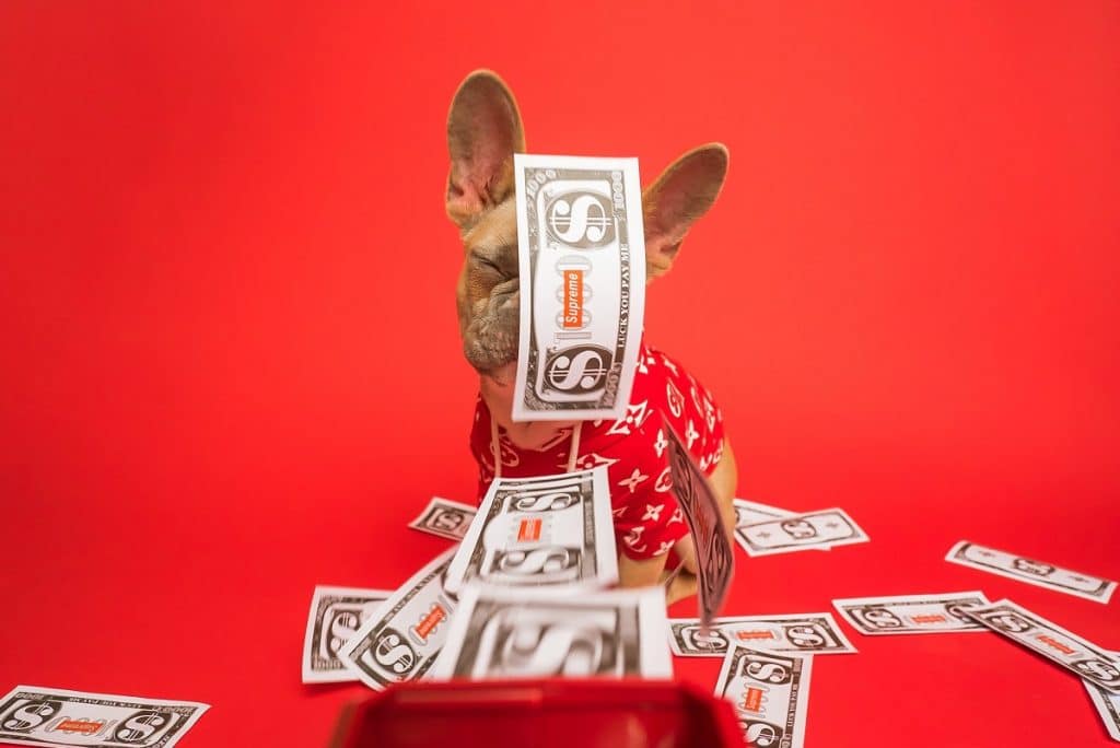 dog with money
